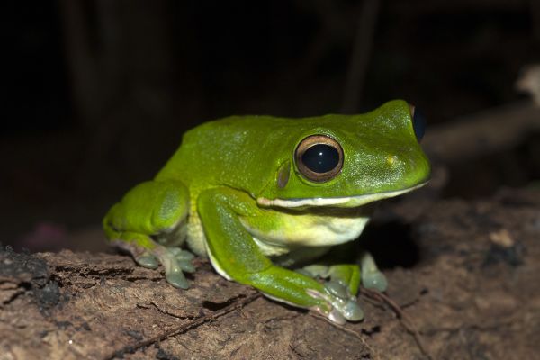 Litoria infrafrenata