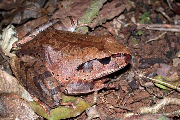 Mixophyes schevilli