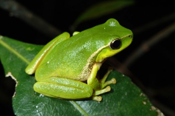 Litoria nudidigitus