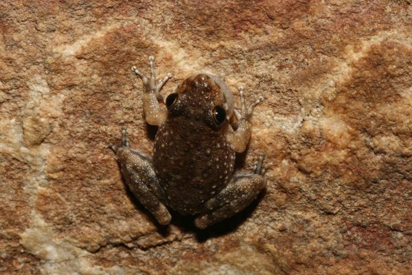 Litoria aurifera