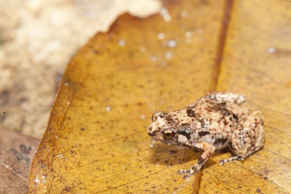 Cophixalus bombiens