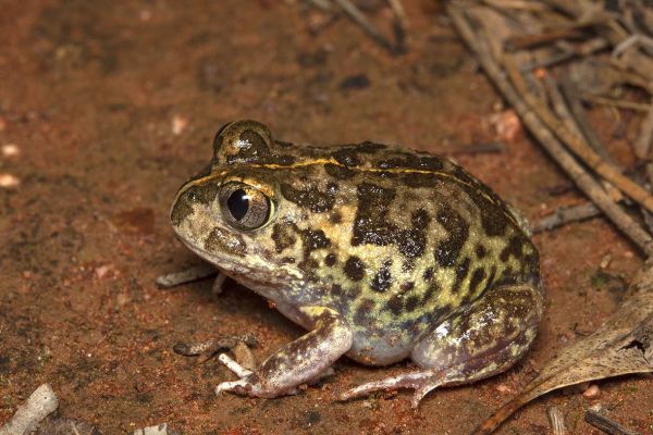 Neobatrachus sudellae