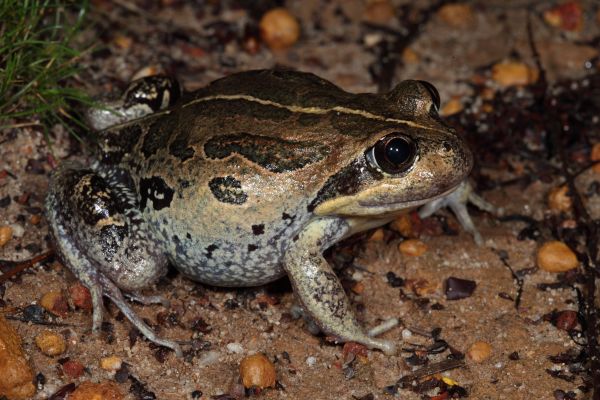 Limnodynastes dorsalis