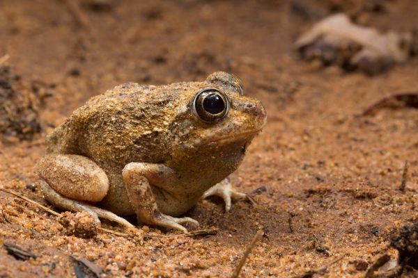 Cyclorana cryptotis