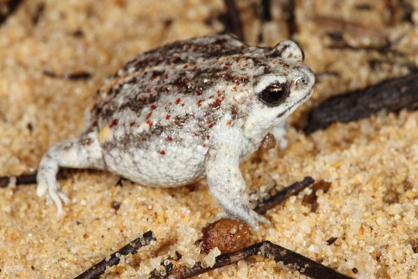 Arenophryne xiphorhyncha