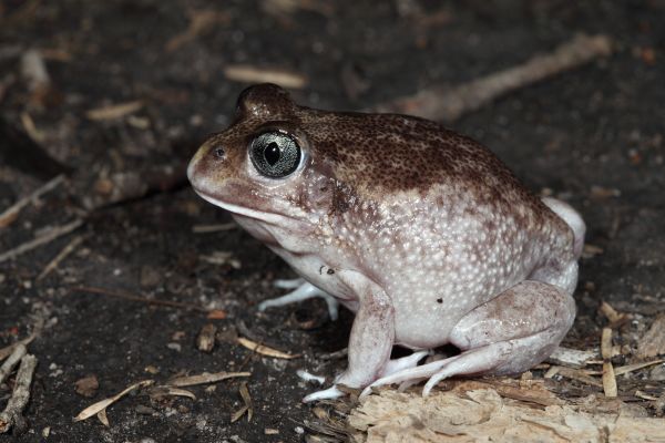 Heleioporus eyrei