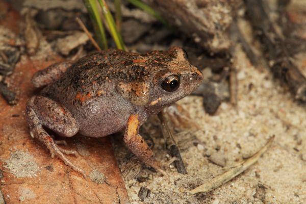 Uperoleia laevigata