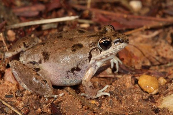 Litoria pallida