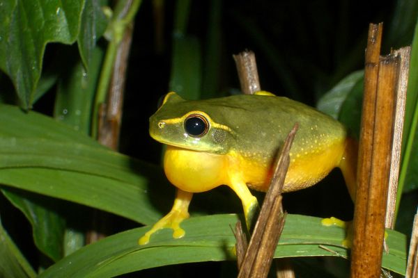 Litoria gracilenta