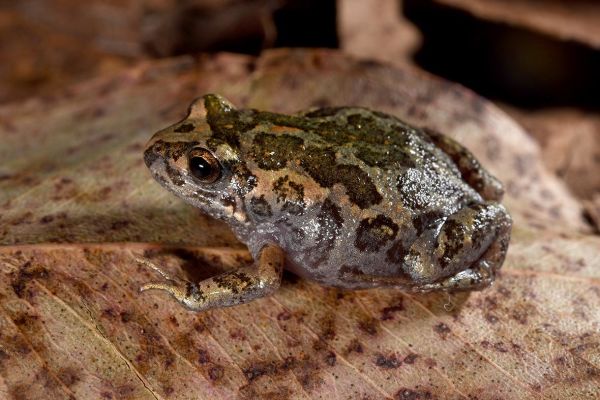 Uperoleia laevigata