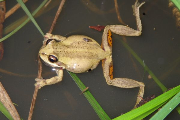 Litoria paraewingi