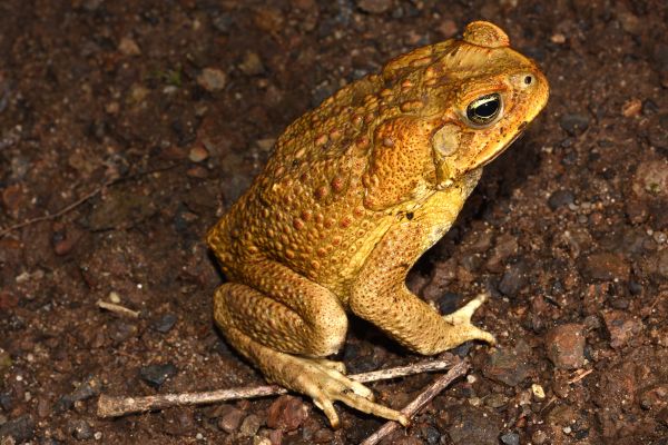 Rhinella marina
