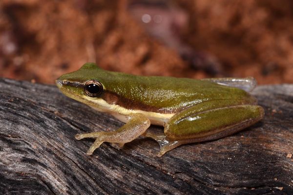 Litoria bicolor