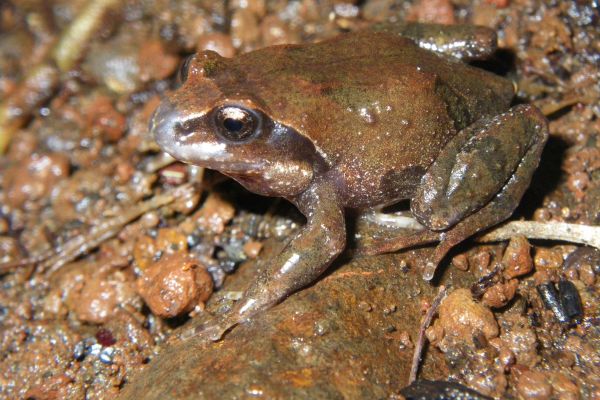 Philoria richmondensis