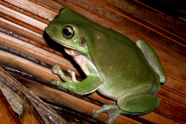 Litoria caerulea