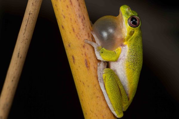 Litoria cooloolensis