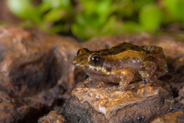 Crinia bilingua
