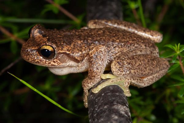Litoria watsoni