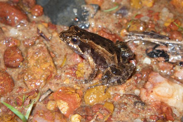 Crinia bilingua