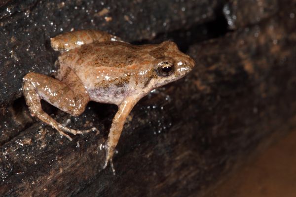 Crinia bilingua