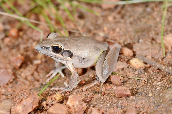 Litoria tornieri