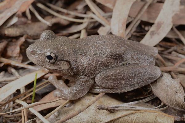 Litoria peronii