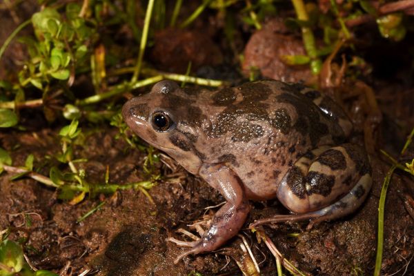 Limnodynastes depressus