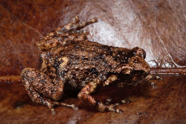 Cophixalus hinchinbrookensis