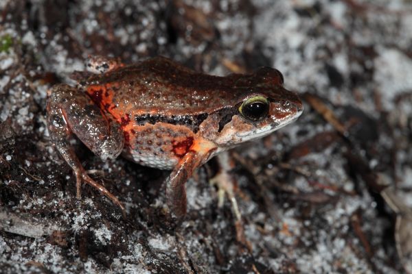 Crinia georgiana