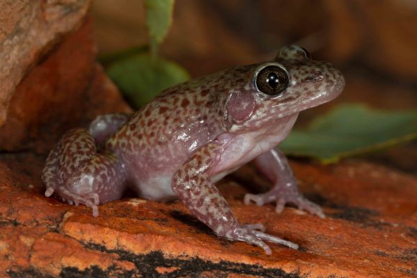 Limnodynastes lignarius