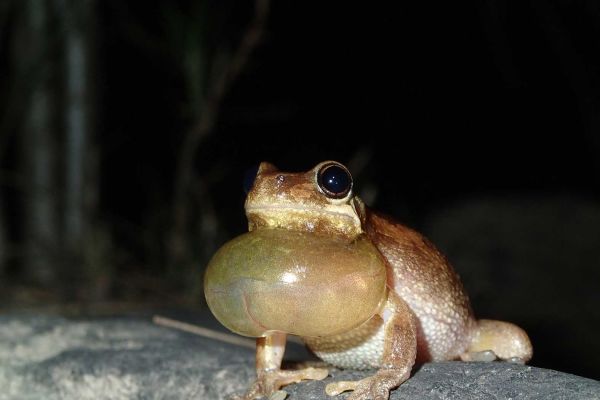 Litoria dentata