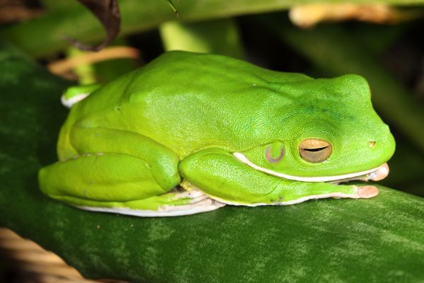 Litoria infrafrenata