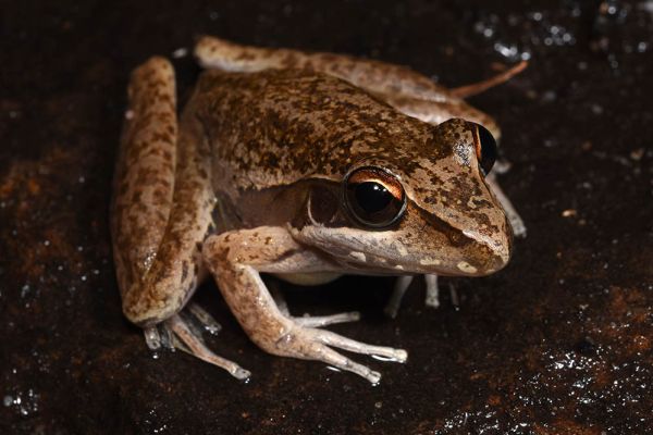 Litoria watjulumensis