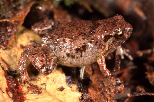 Cophixalus hosmeri