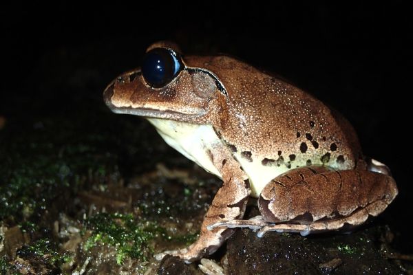 Mixophyes fasciolatus