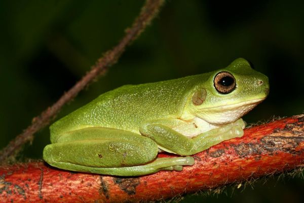 Litoria cavernicola