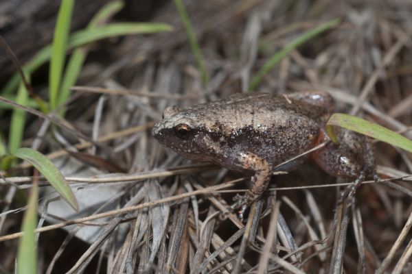 Austrochaperina gracilipes