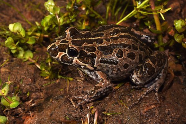 Limnodynastes convexiusculus