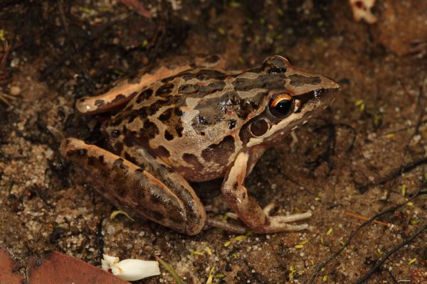 Litoria freycineti