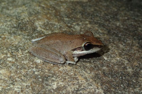 Litoria personata