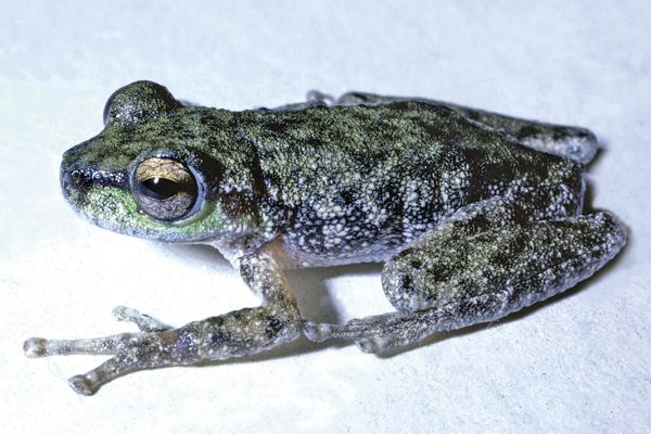 Litoria piperata