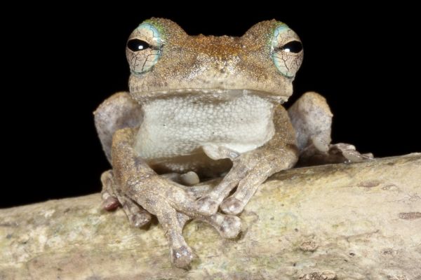 Litoria eucnemis