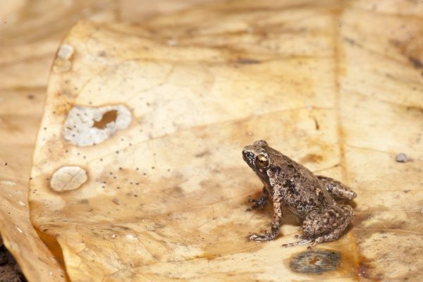 Cophixalus infacetus