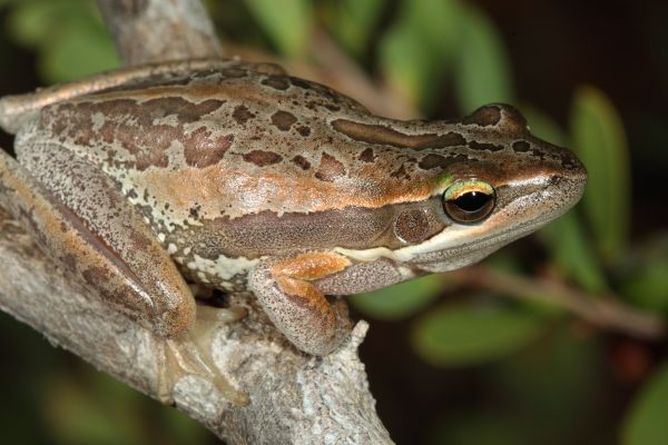 Litoria adelaidensis