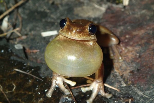 Litoria dentata