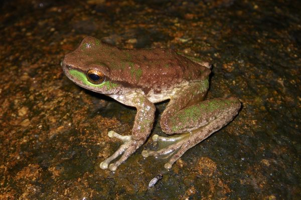 Litoria spenceri