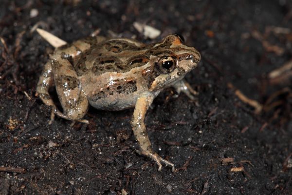 Crinia insignifera