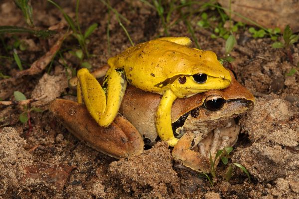 Litoria wilcoxii