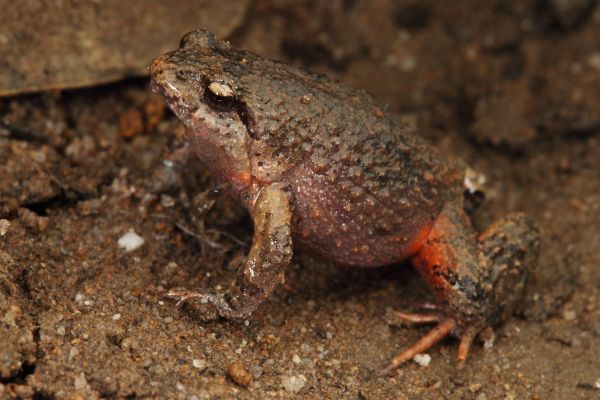 Geocrinia victoriana