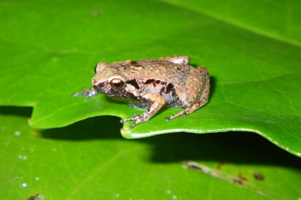 Cophixalus bombiens
